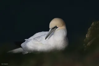 OISEAUX