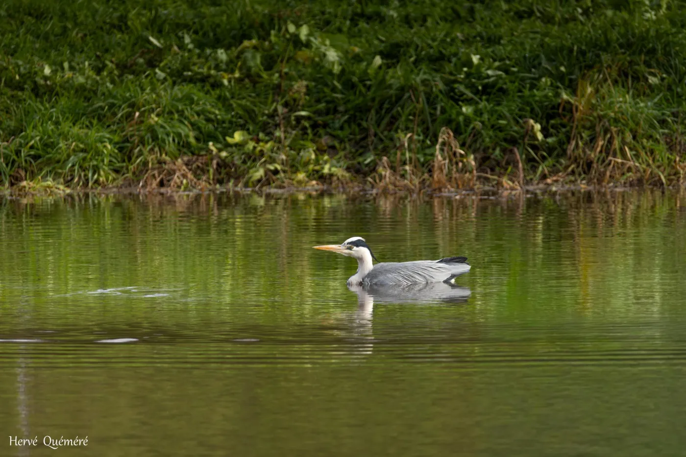OISEAUX