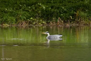 OISEAUX