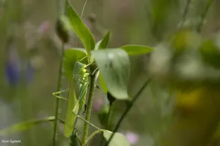 insectes