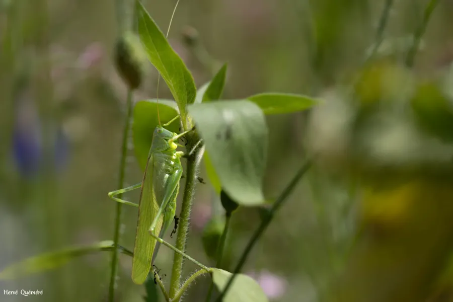 insectes