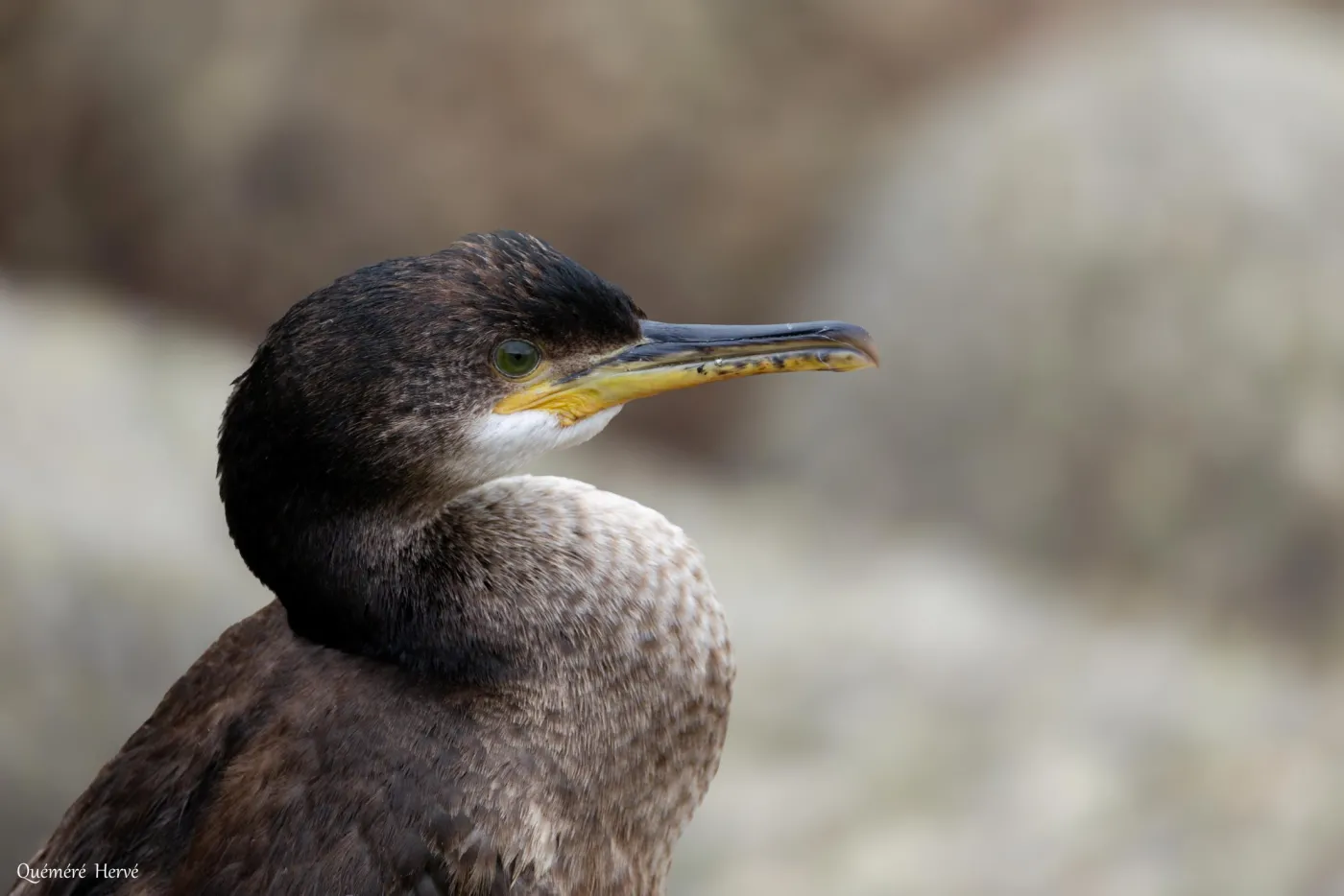OISEAUX