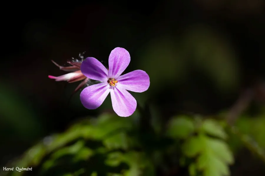 fleurs
