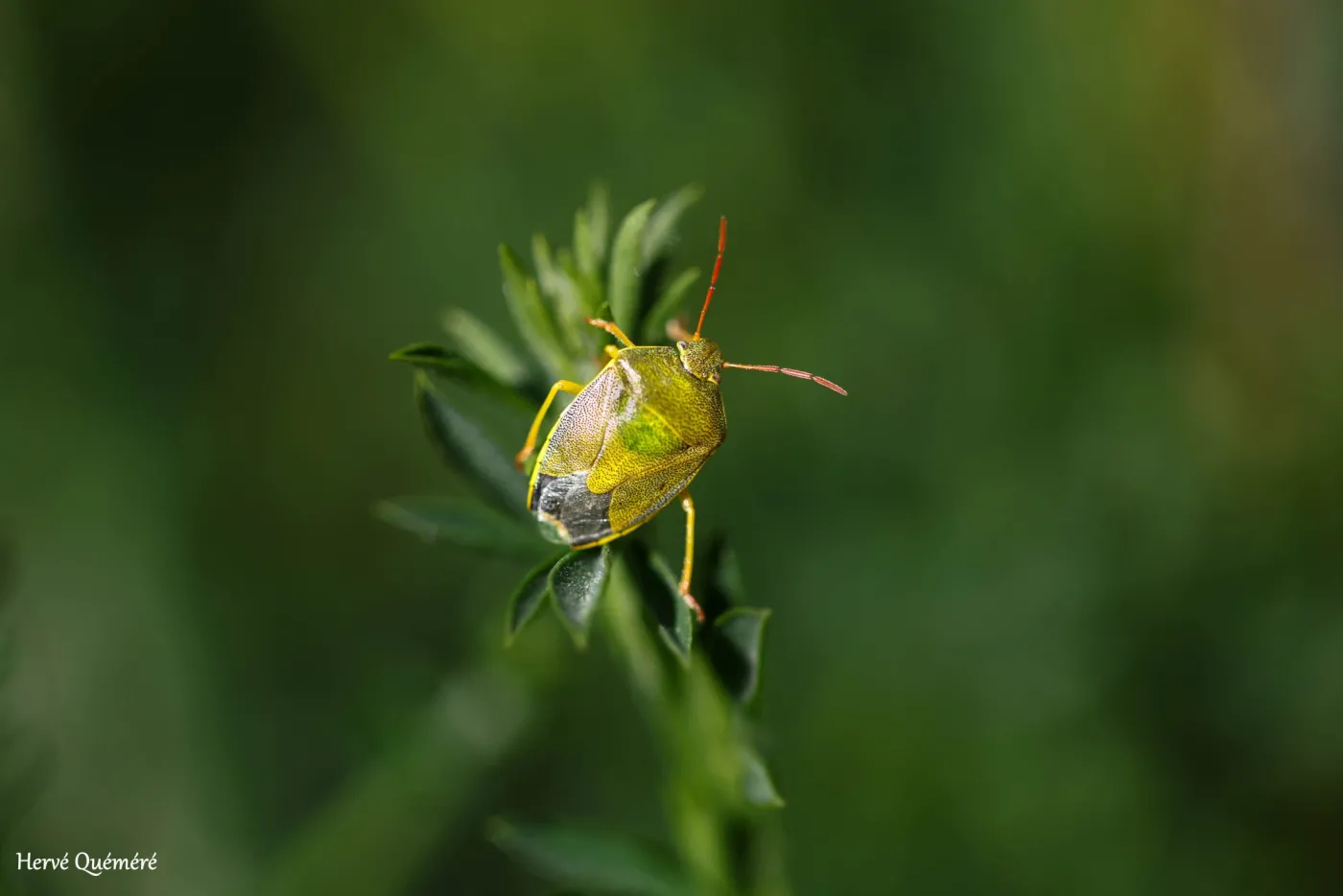 insectes