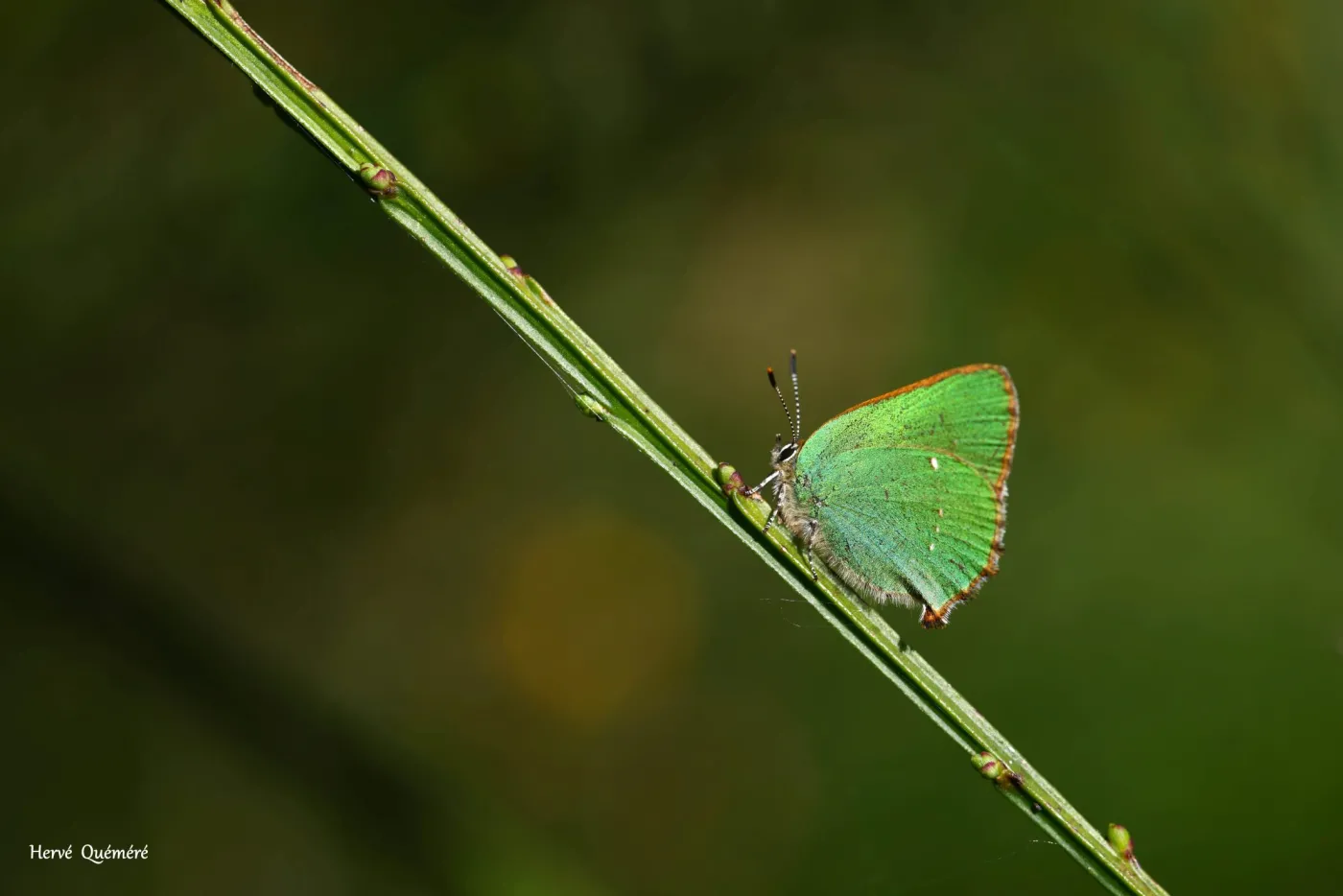insectes