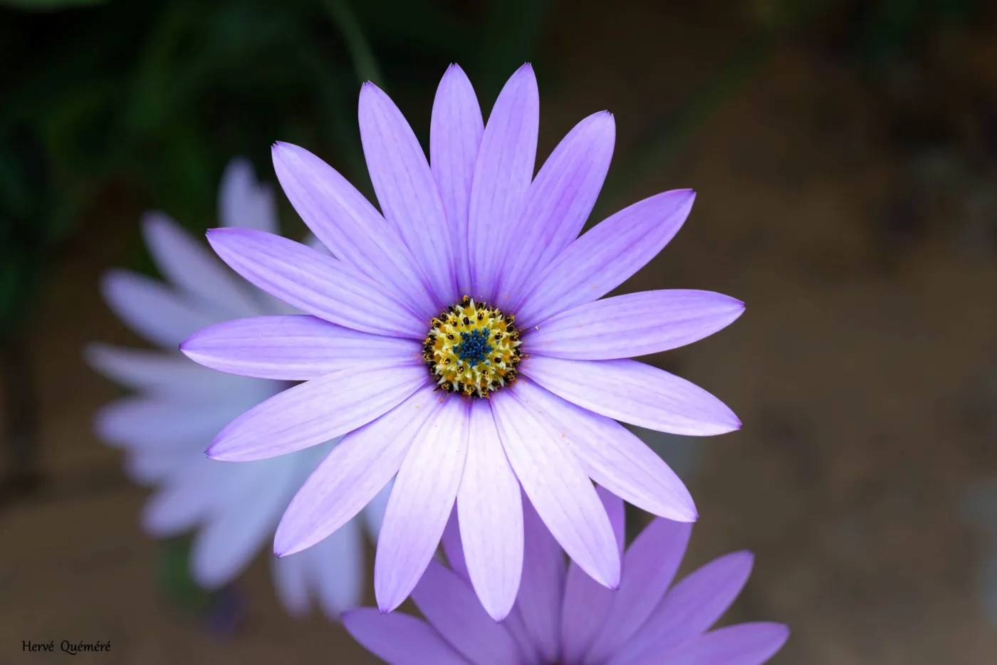 fleurs