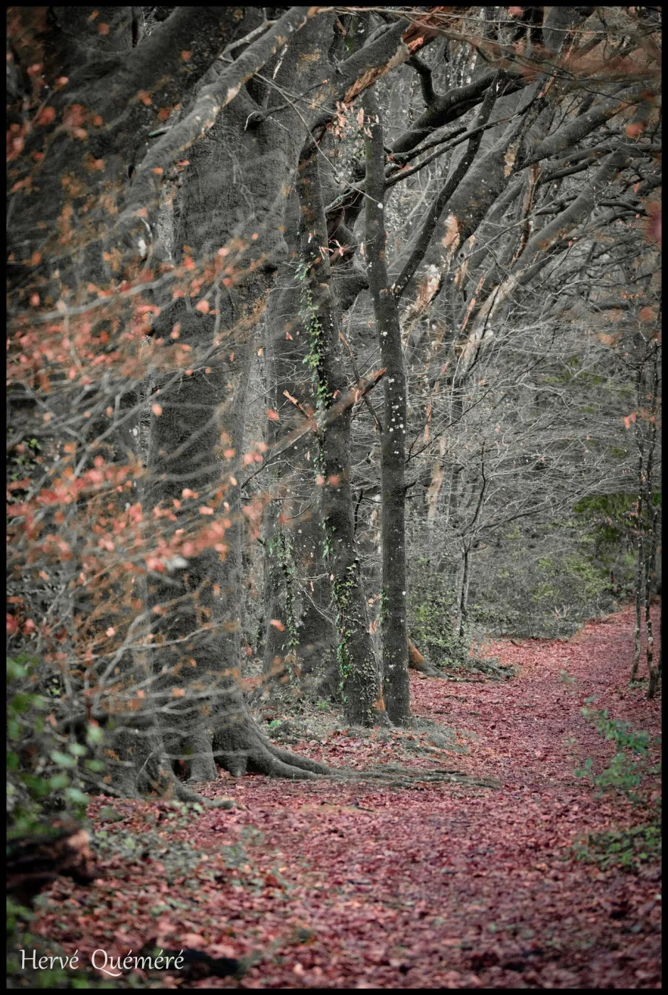 Chemin automnal