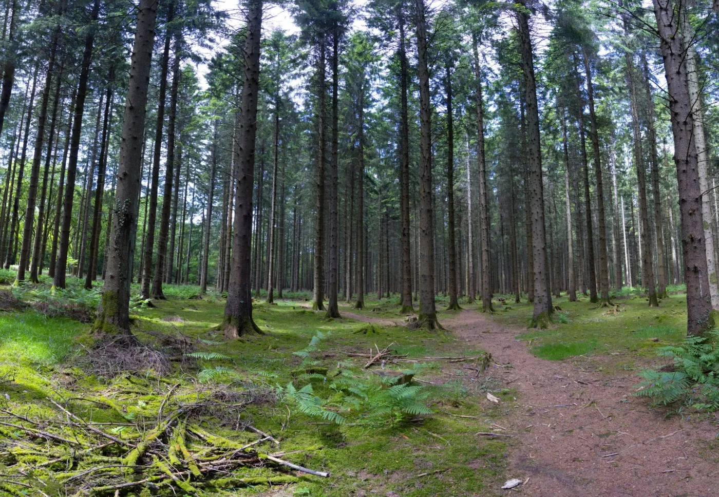 forêt de sapin