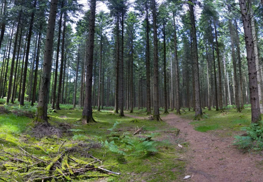 forêt de sapin