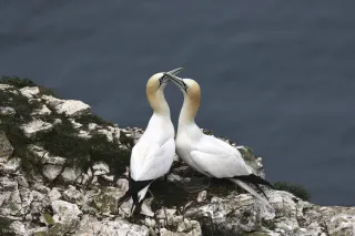 Fou de Bassan la période des amours