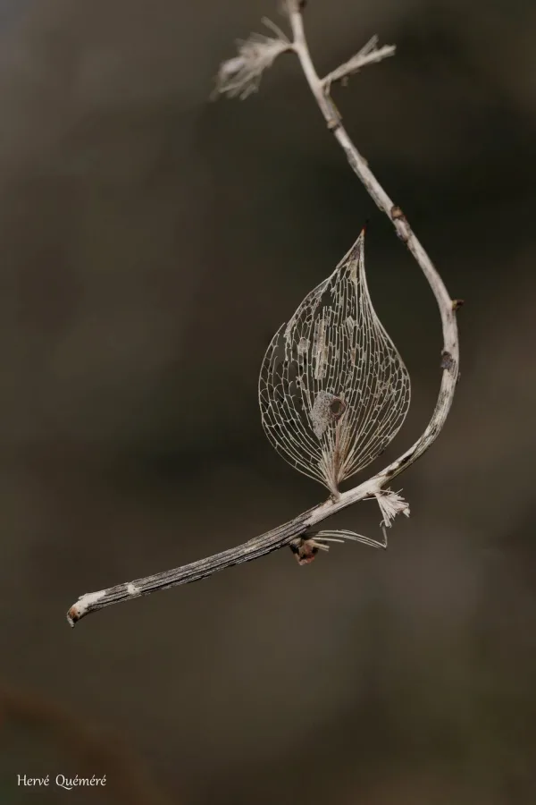 Feuille de fragon