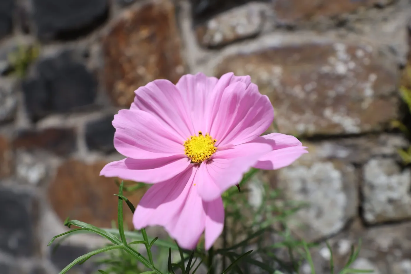fleur de cosmos