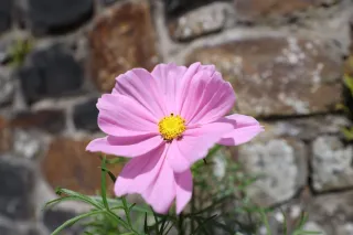fleur de cosmos