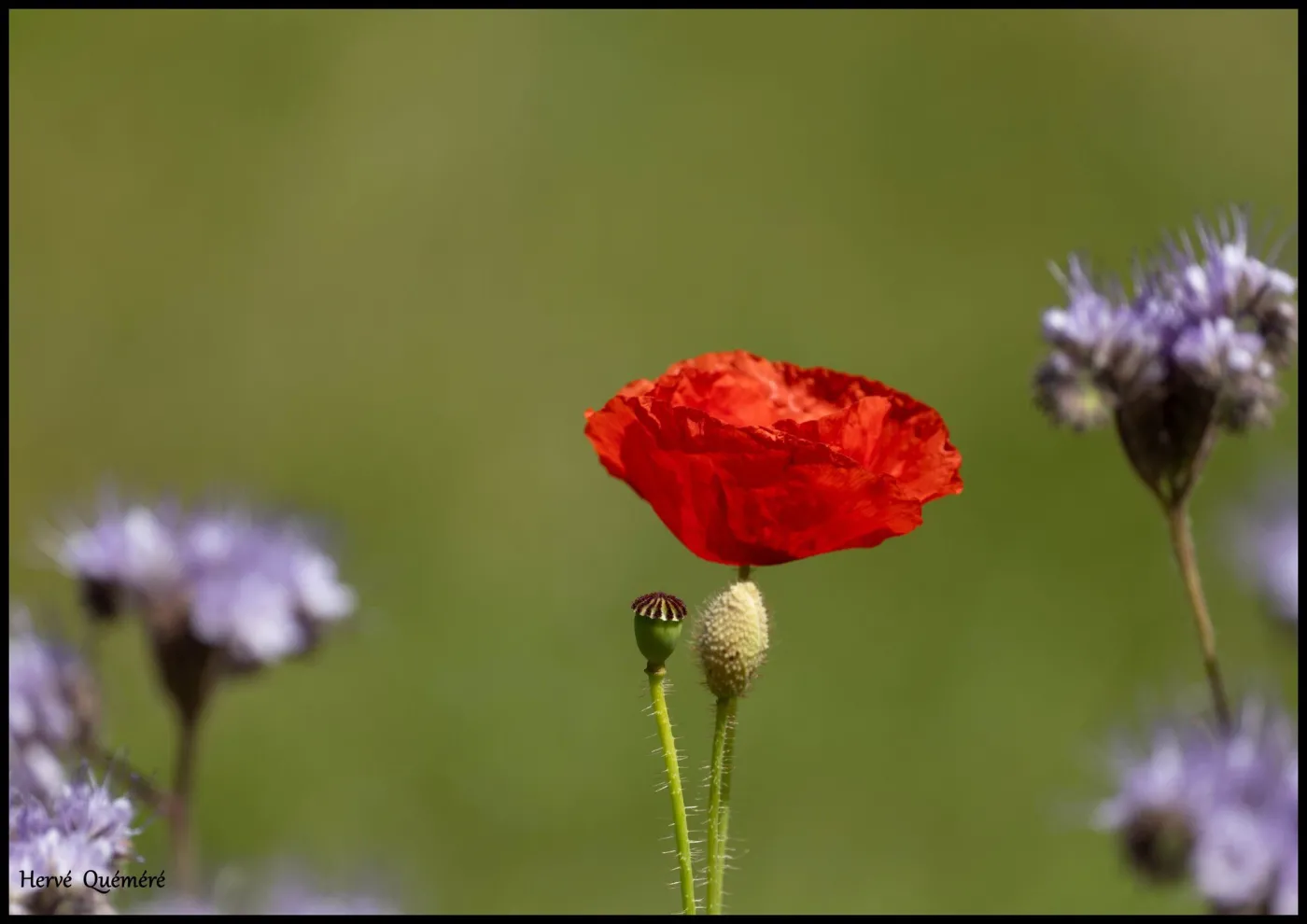 Coquelicot