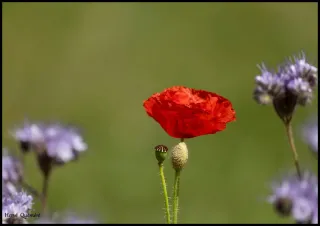 Coquelicot