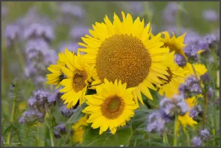 les Tournesols