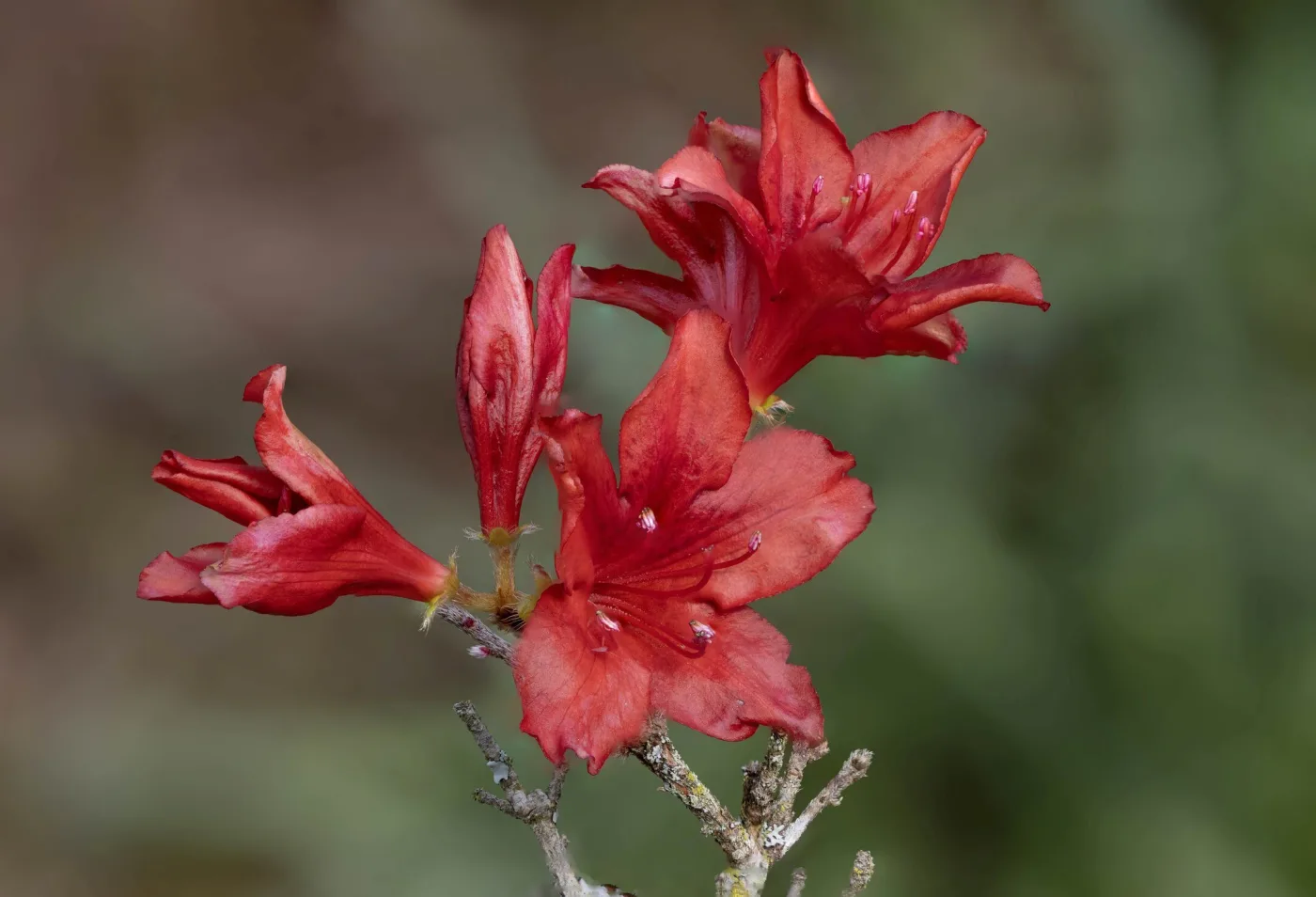 fleur de Rhododendron