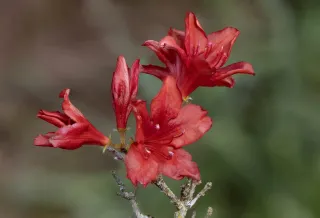 fleur de Rhododendron