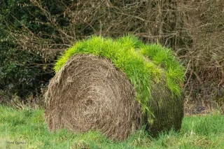 La nature se réveille