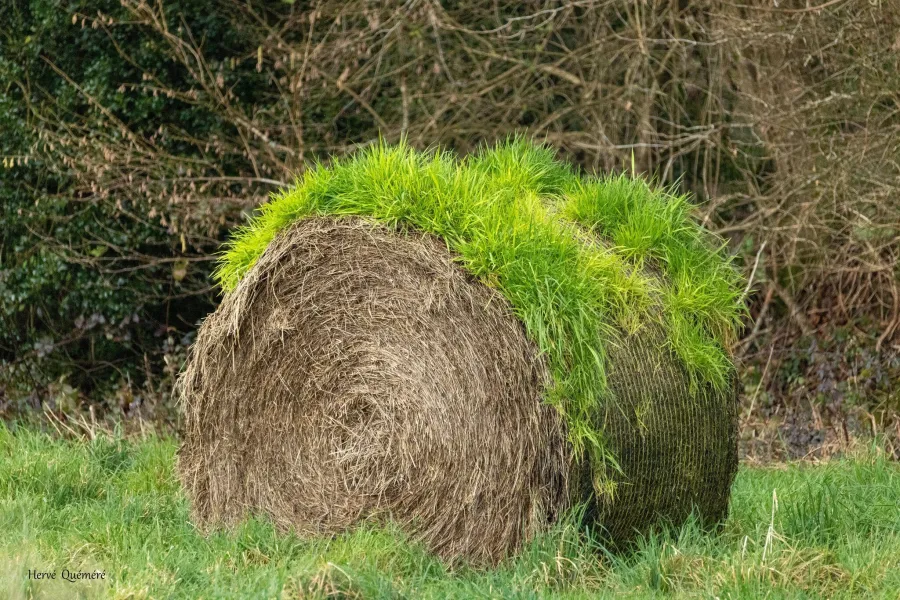La nature se réveille