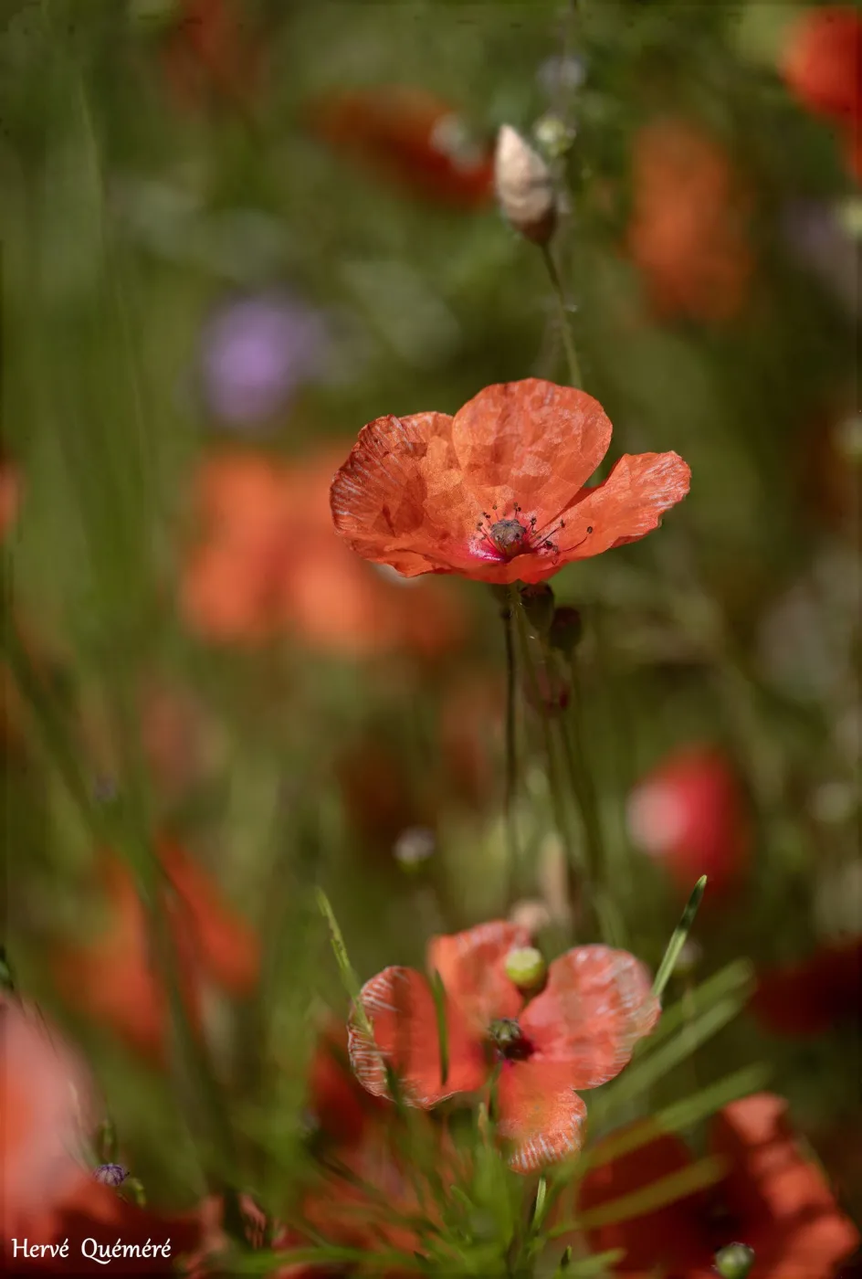 Coquelicot fleur D'été