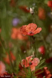 Coquelicot fleur D'été