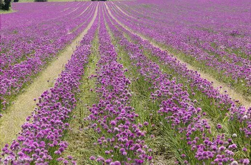 Champ de ciboulette en fleurs.