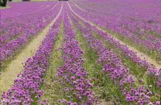 Champ de ciboulette en fleurs.
