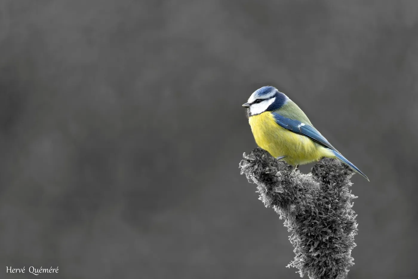 Mésange Bleue