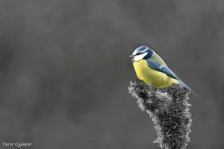 Mésange Bleue