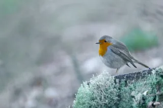 Rouge Gorge