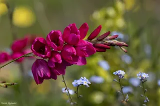 Fleur Freesia