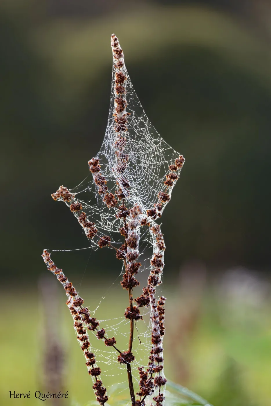 La Rosée du Matin