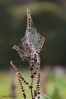 La Rosée du Matin