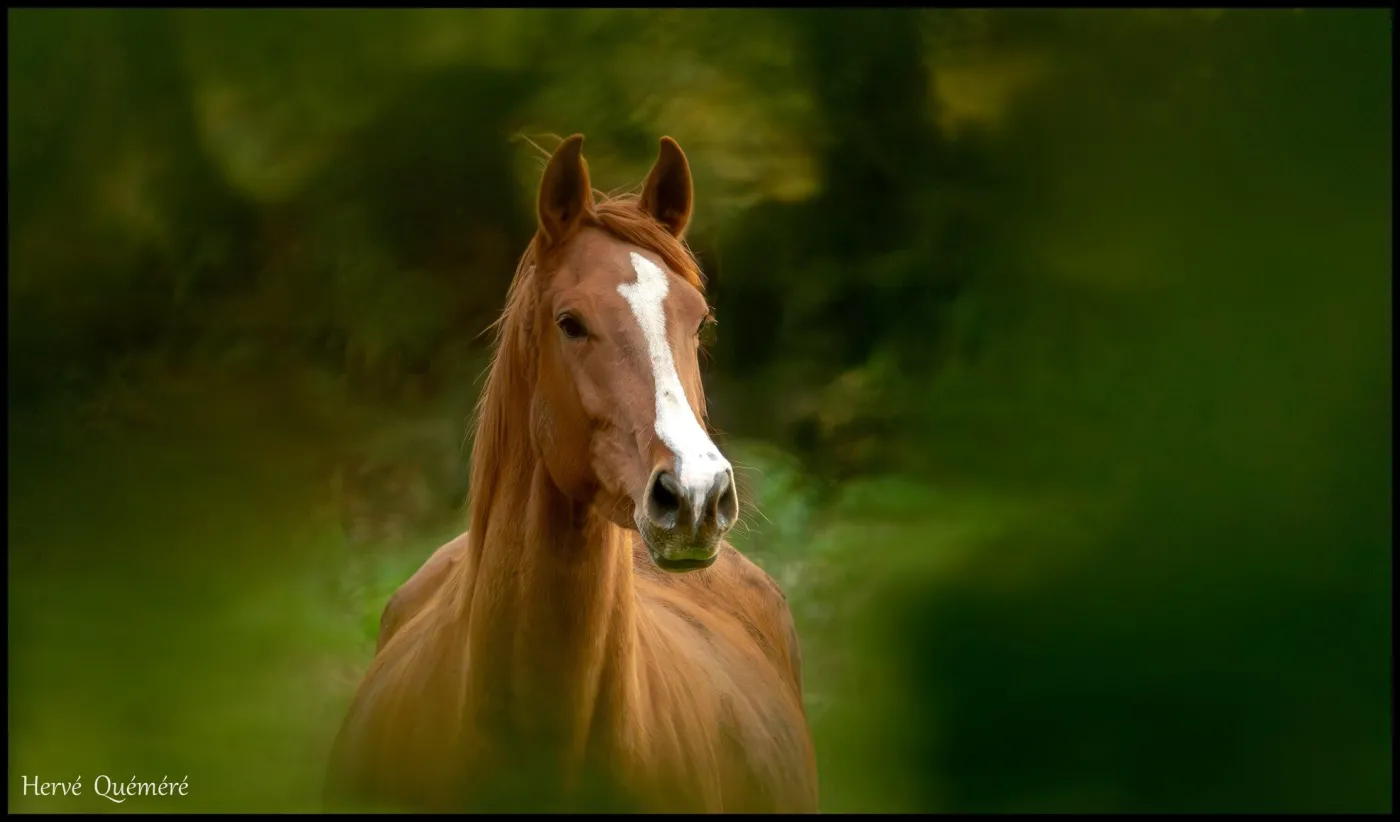 Cheval