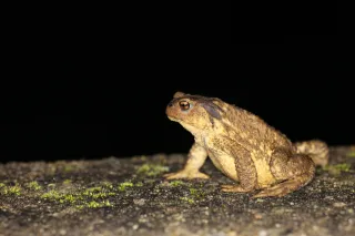 Crapaud