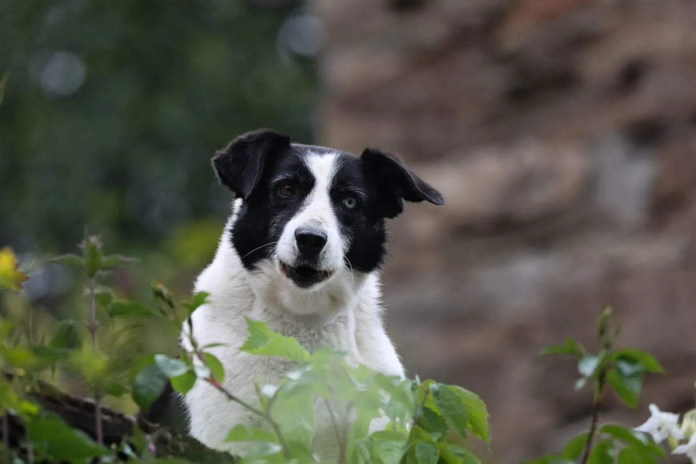 Chien
