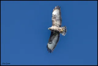 Buse Variable