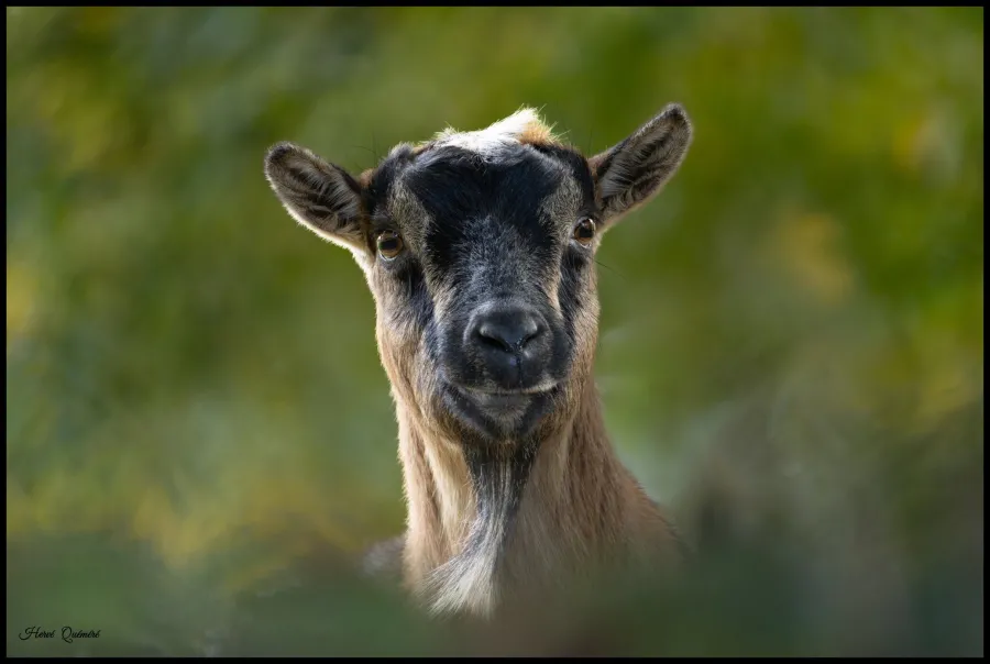 Le Bouc
