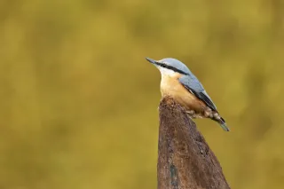 Sittelle Torchepot
