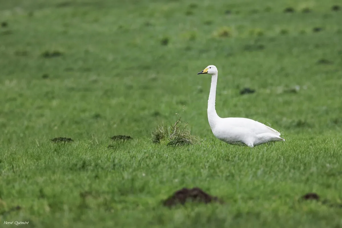 Cygne Chanteur