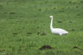 Cygne Chanteur