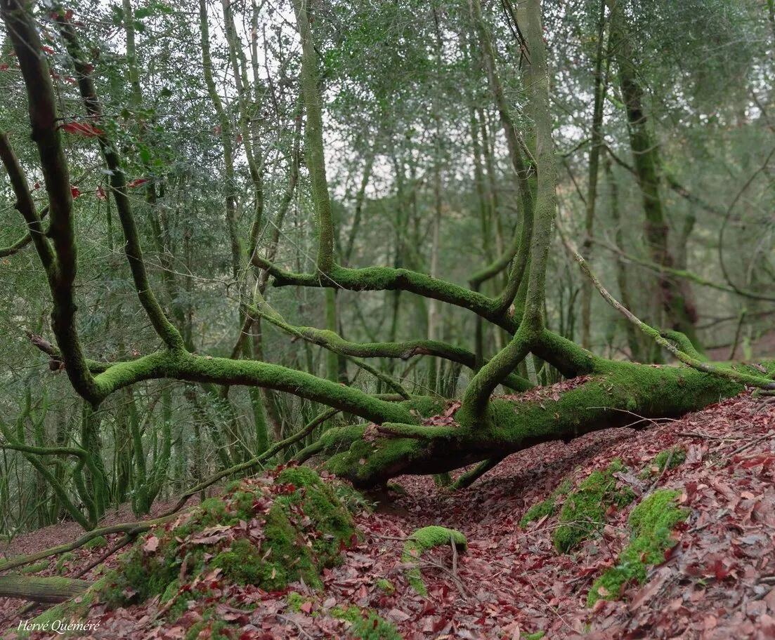Sous Bois