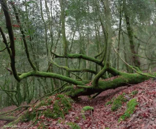 Sous Bois