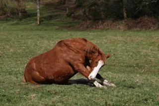 Cheval