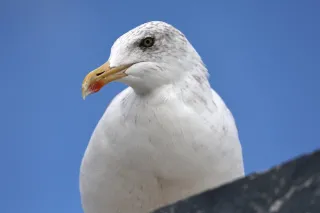 Goéland Argenté