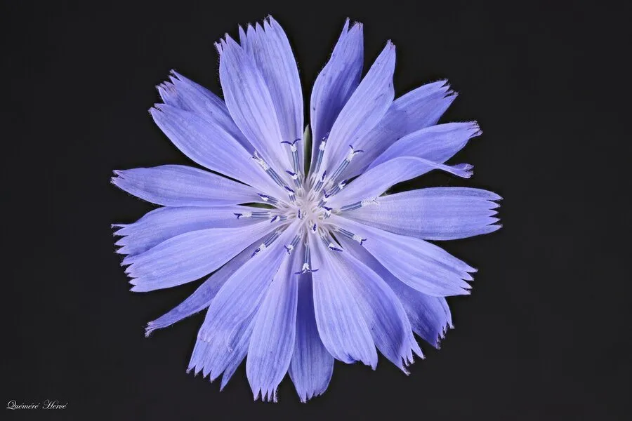 Fleur D'endive