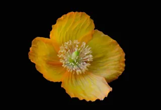 Coquelicot De Californie Orange