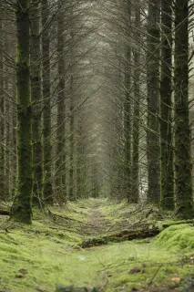 Sous Bois