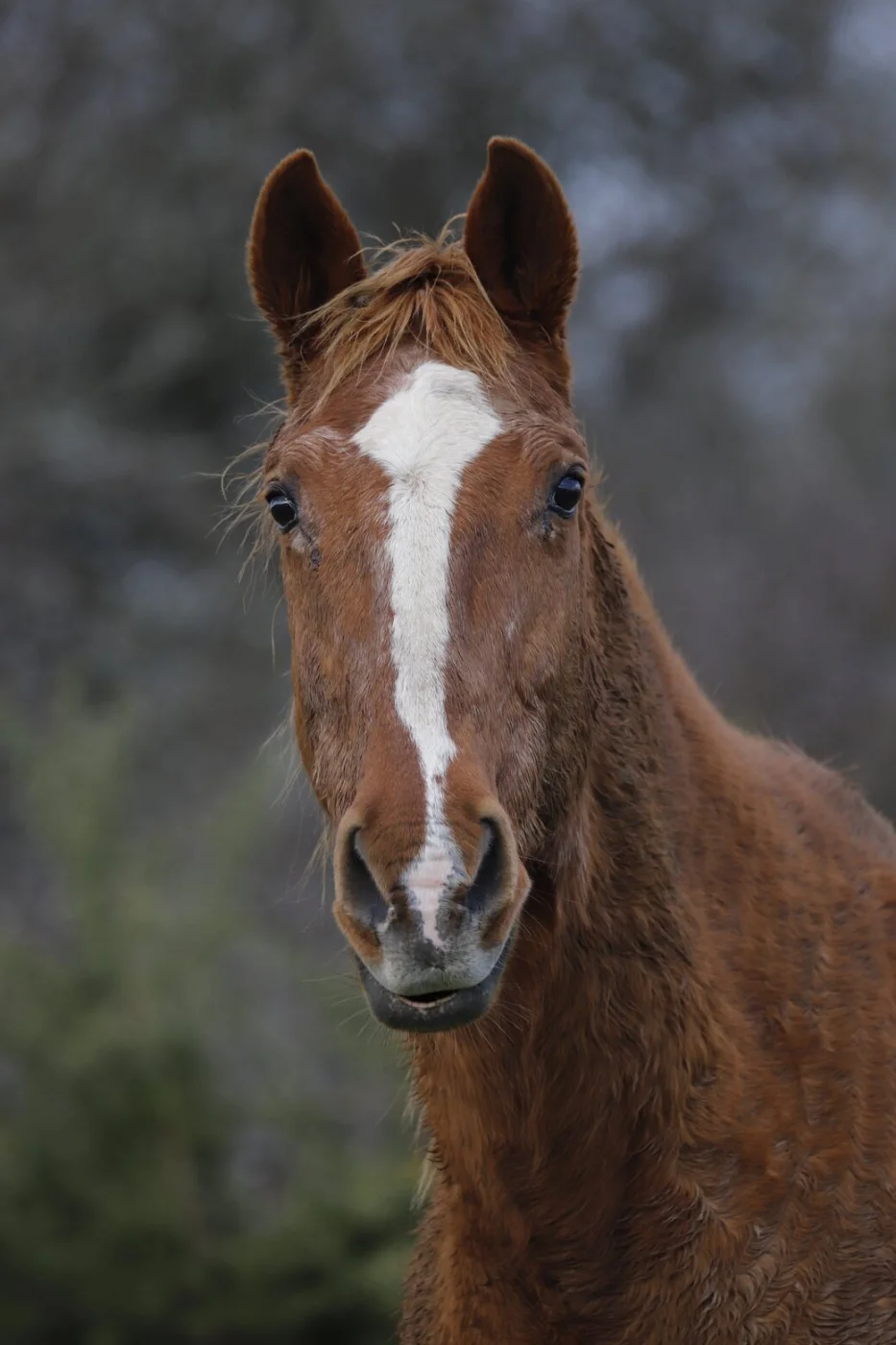 Cheval